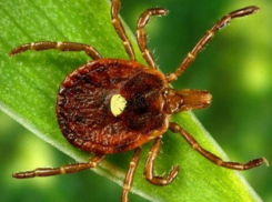 Ростовчан предупредили о второй волне нашествия клещей