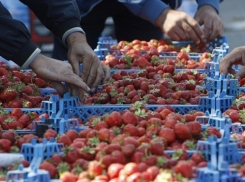В Ростове продавали некачественные фрукты 