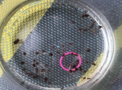 Более 20 мерзопакостных клещей атаковали за время недолгой прогулки хвостатого и пушистого ростовчанина 