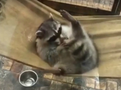 Забавные игры милейшего енота с самим собой в ТРК Ростова попали на видео