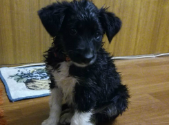 Двухмесячный щенок спас ростовчанку от дворника-извращенца