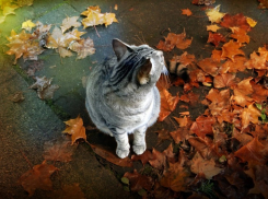Облачно и ветренно: рассказываем, какая погода ожидает ростовчан во вторник, 26 ноября