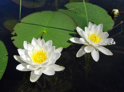 В Ростовской области растет редкая кувшинка, отваром из которой лечат угри