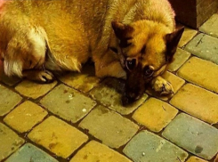 Упитанная красавица в рыжей шубе и с грустными глазами растрогала жителей Ростова для слез