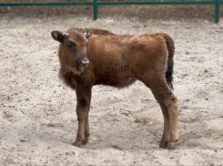 С именем для зубренка определились в Ростовском зоопарке