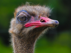 В Ростове бежавший из плена в жаркую Африку неуловимый страус попал на видео 