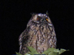 Прибившийся ко двору большой крикливый филин «ворует» сон у маленьких жителей Ростова 