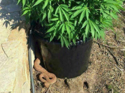 «Подконопляным выползнем» обозвали ростовчане очень опасную змею в палисаднике