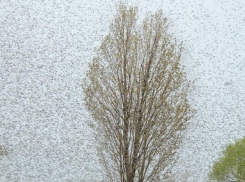 В Ростовской области появились полчища зеленых комаров