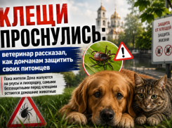 Клещи проснулись: ветеринар рассказал, как дончанам защитить своих питомцев