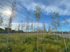 Масштабное озеленение проведут в 2022 году в Ростове