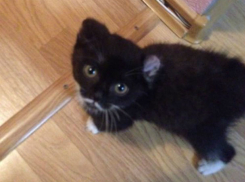 Оставленный на морозе котенок с обрезанными ушами умер в Ростове