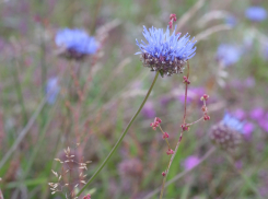 В Ростовской области можно встретить редкое растение, которое было избрано цветком 1990 года