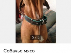 Ростовские живодеры начали продавать через интернет-магазин собачье мясо