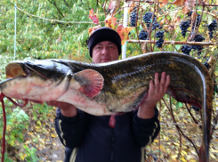 Пойманным на квок колоссальных размеров сомом ростовский рыбак похвастал на видео
