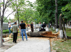 Огромное дерево рухнуло на дорогу в центре Ростова и вызвало транспортный коллапс