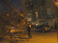В Ростове упавшее дерево повредило машину и перекрыло дорогу