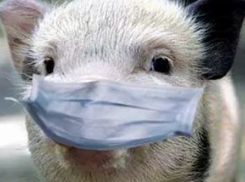 Второй случай АЧС выявлен в  Ростовской области