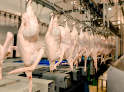 Ростовская компания первой в России начнет экспорт пекинской утки в Китай