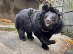 В зоопарке Ростова пройдут показательные кормления гималайского медведя, такина мишми и цапель