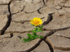 Климат Ростова к 2050 году может стать как в Сочи