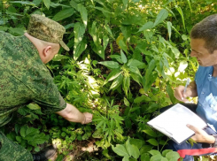Казаки уничтожили заросли дикой конопли в Ростовской области