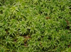 В Ростовской области встречается мох, которым лечат гнойные раны