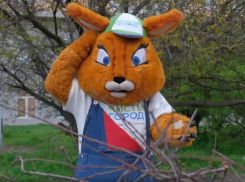 Ростовчанам рассказали, как правильно утилизировать спиленные ветки