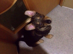 Ростовчане избили и выкинули собаку из-за съеденной полочки