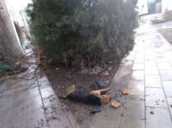 Свидетелями массового отравления собак стали шокированные прохожие в центре Ростова