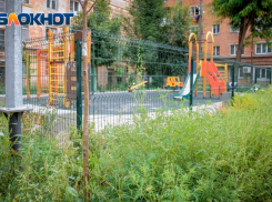 Нескошенная амброзия бьет по карманам ростовчан