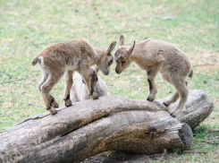 Ростовский-на-Дону зоопарк показал трех малышей кубанских туров