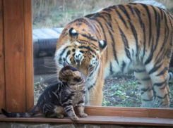 В зоопарке Ростова тигрица подружилась с кошкой
