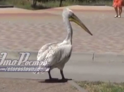 Сбежавший из вольера пеликан вальяжно разгуливал в Ростове и попал на видео