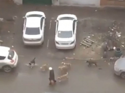 Стая диких псов, клацая зубами, пыталась разорвать старушку прямо в центре Ростова