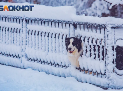 Снег с дождем надвигаются на Ростовскую область  