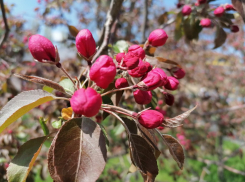 В четверг в Ростовскую область вернется жара