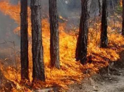 Площадь лесного пожара в Ростовской области достигла 17 гектаров