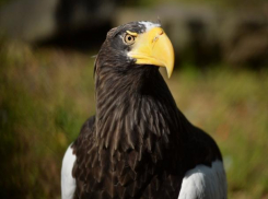 Показательные кормления хищных птиц и пеликанов решили устроить в ростовском зоопарке