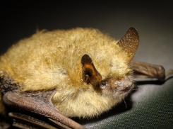 Страшные летучие мыши не дают покоя жителям многоквартирного дома в Ростове