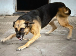 Агрессивная бродячая собака попыталась огрызть ногу молодому человеку на вечерней улице Ростова
