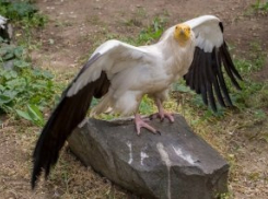 Ростовский зоопарк рассказал о природном экологе, который живет в стенах учреждения