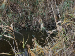 В Батайске из реки Ерик выловили труп мужчины