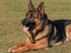 В Ростове спасатели вытащили из реки замерзающую собаку