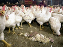 Живьем в газовые камеры решили отправить тысячи зараженных птичьим гриппом кур из Ростовской области