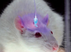 Ростовские ученые готовят крыс к борьбе с терроризмом