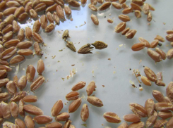 В Ростовской области нашли амброзию в крупной партии пшеницы