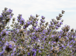 В Ростовской области воздух может прогреться до +20°