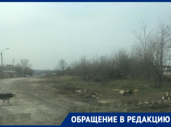 Жители Северного района Ростова отдают собакам свои обеды, чтобы животные их не покусали