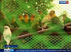 Контрабандных попугаев из Украины поселили в Ростовском зоопарке